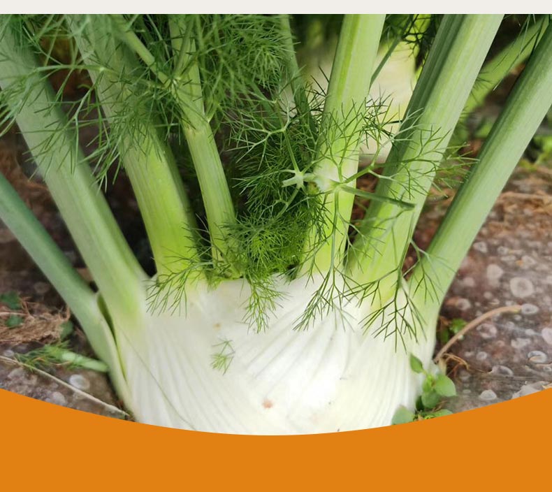 金枝恋 球茎茴香种子结球小叶茴香球种籽苗割茬蔬菜种孑春季四季播