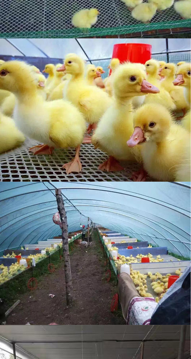 床鸡鸭鹅围栏网脚垫网格片蜂网防护网育雏网鸿致新料20米宽12孔整卷50