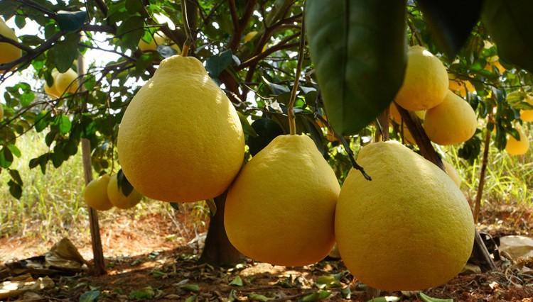 广西正宗阳朔沙田柚自家老树柚子纯甜20斤桂林本地土特产35年老树单果