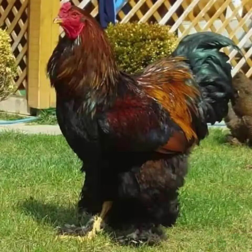 荣郁 小鸡活体苗脱温鸡新品阿梅丽娜杂交婆罗门鸡巨型梵天鸡肉鸡观赏