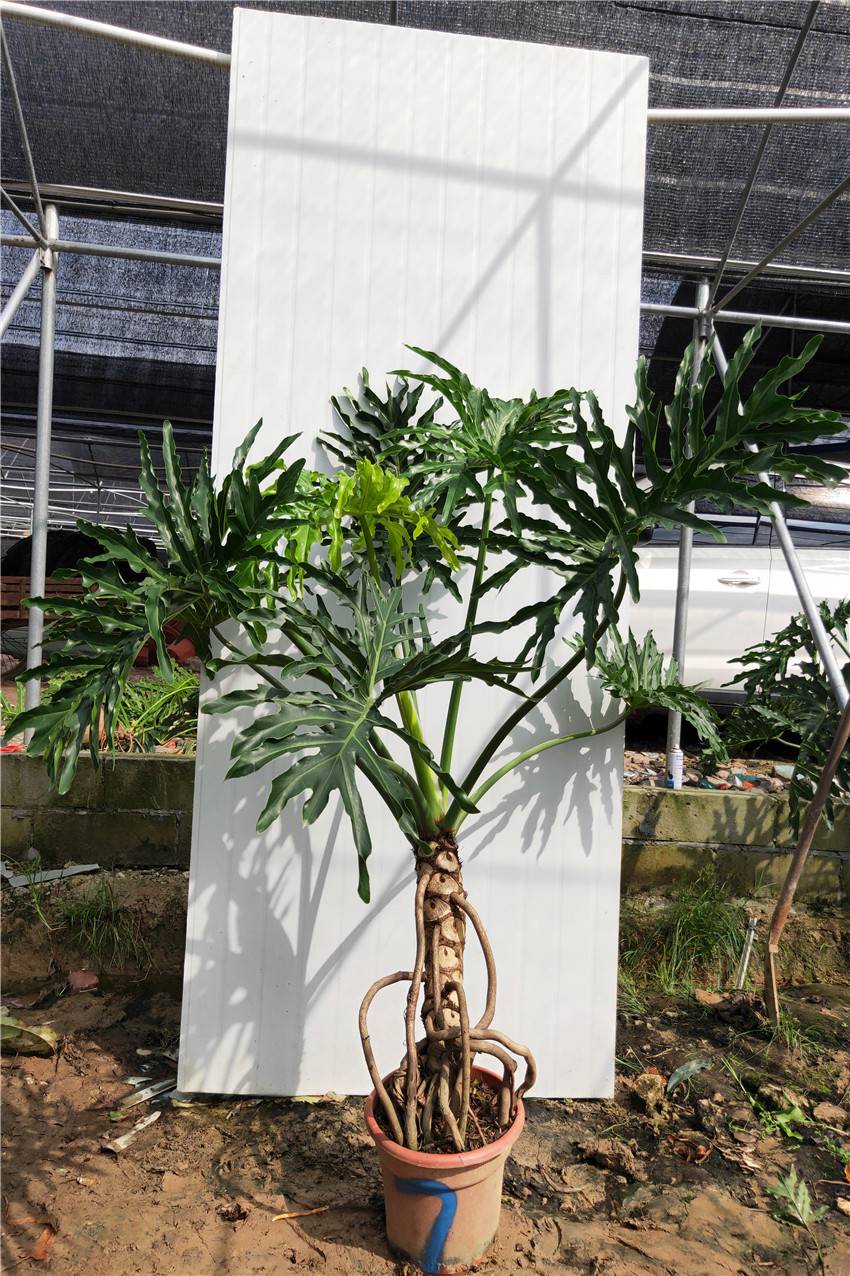 春羽龙鳞 杆老桩室内大小盆栽一物一拍水培绿植吸自产自销 荧光绿 73