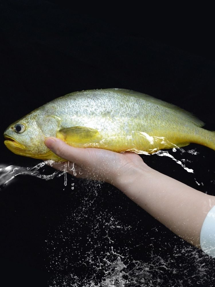 特大条东海精选高品质大黄鱼鲜活深海黄鱼鲞新鲜去内脏锦祥橙3条装