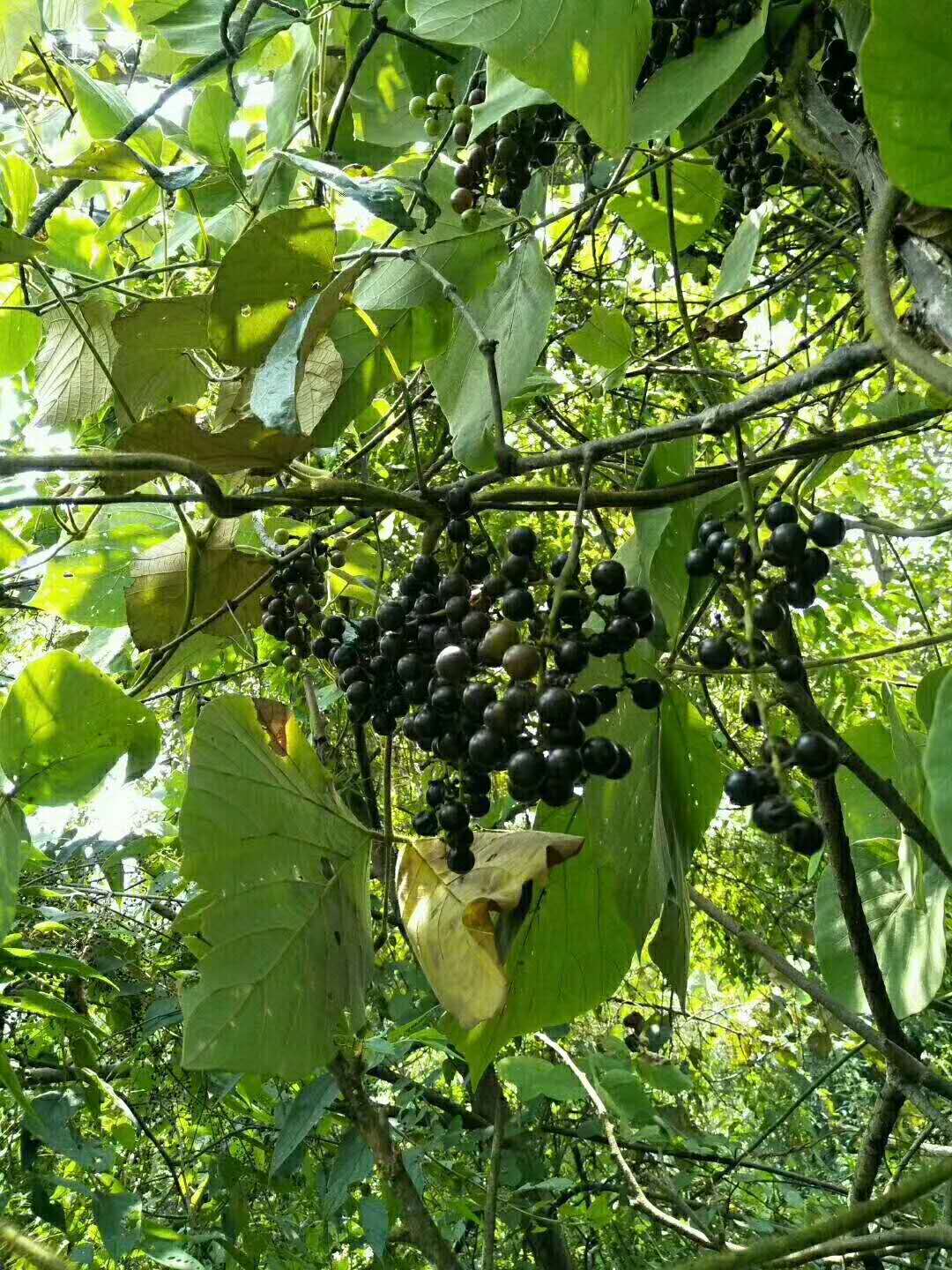 采缇 新鲜水果广西正宗野生酿酒山野葡萄毛葡萄自制酿酒可食用葡萄 4