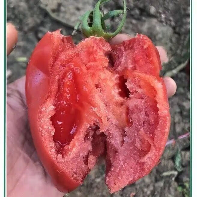 超甜芒果蜜番茄种子春秋季播水果蔬菜籽盆栽果味沙瓤老西红柿种子 -量