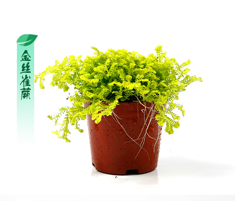 厥类植物狼尾蕨银线蕨马耳蕨金丝雀蕨绿云蕨生态微景观植物绿云蕨含盆