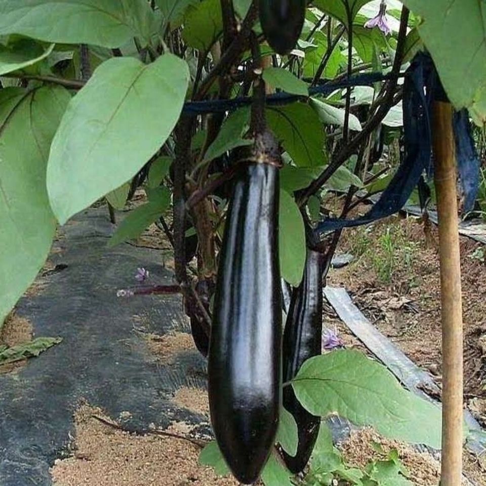 东北原产地新鲜蔬菜长茄紫把新鲜长茄现摘现发东北紫把茄子5斤装