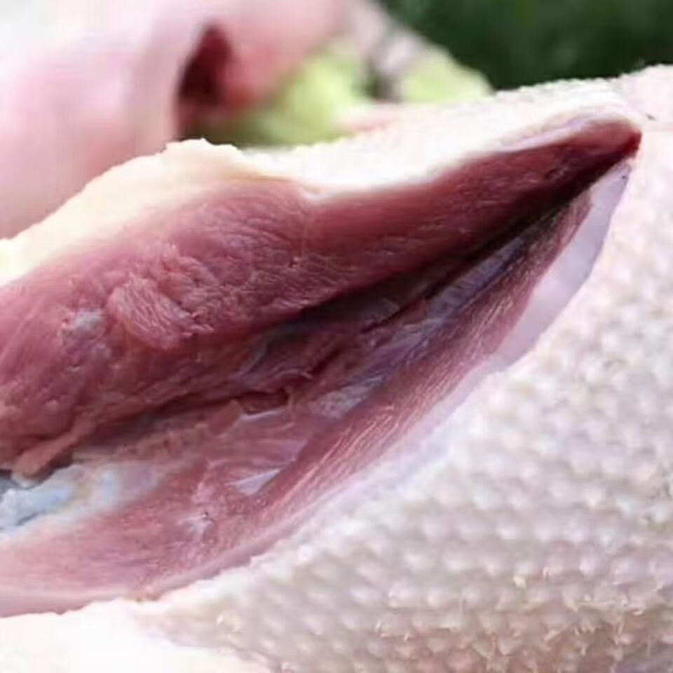 东北特产大雁查干湖周边大雁鹅现杀速冻5-10斤净重礼盒送礼大雁肉 8-9