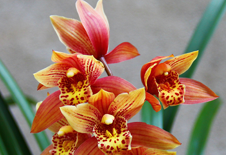 兰花苗醉美人室内盆栽植物四季兰花卉阳台绿植兰草观花香兰5苗关注肥