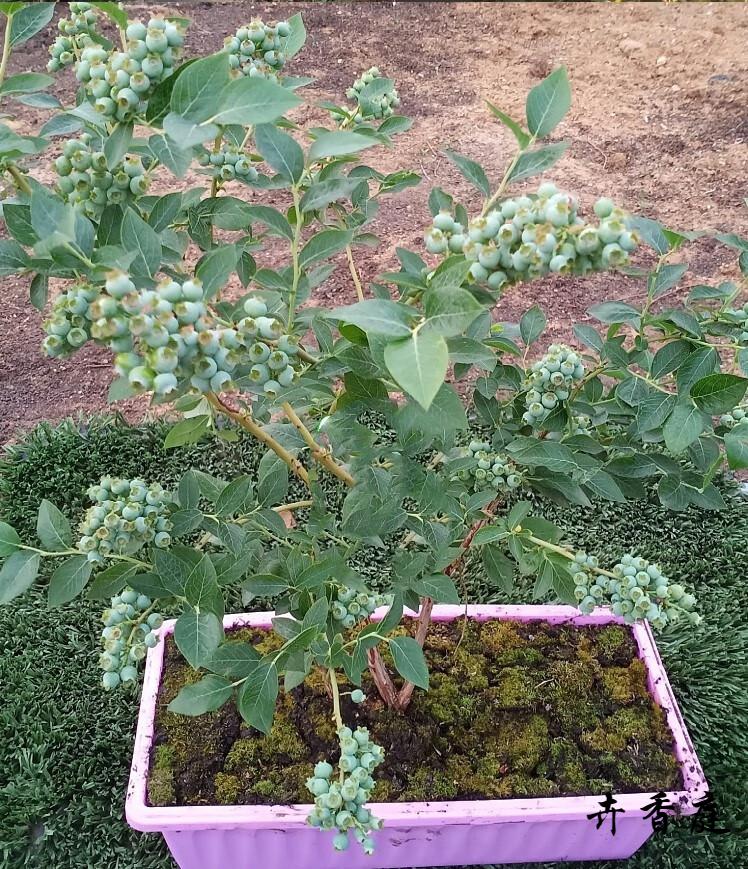 v5蓝莓(当年结果苗) 60cm(含)-69cm(含)【图片 价格 品牌 报价】-京东