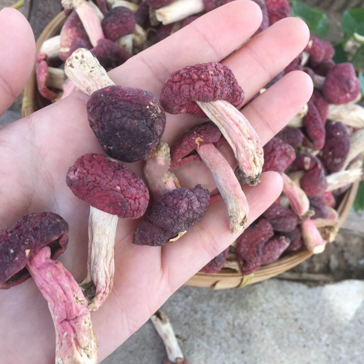 新货小红菇蕾福建红菇丁武夷山干货500g