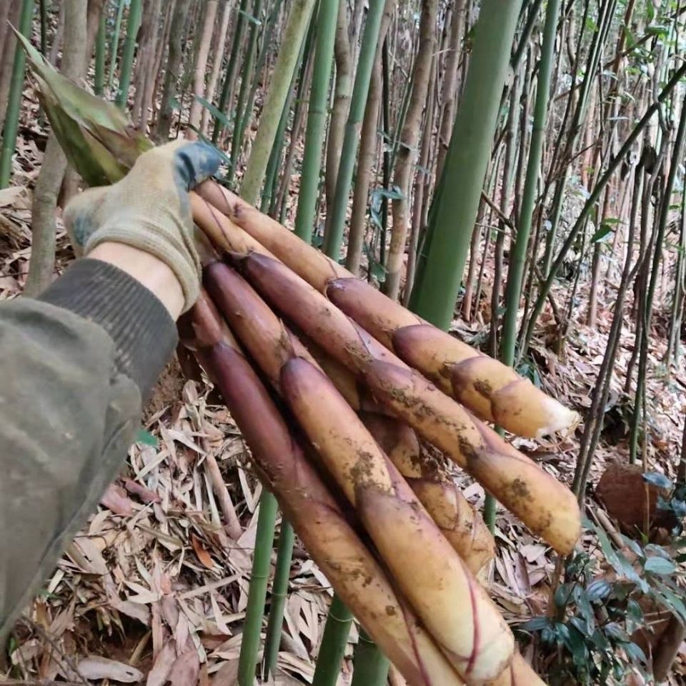 苦笋新鲜苦竹笋广西野生现挖春笋甜苦笋煲雷笋甘笋清水苦笋2022去壳