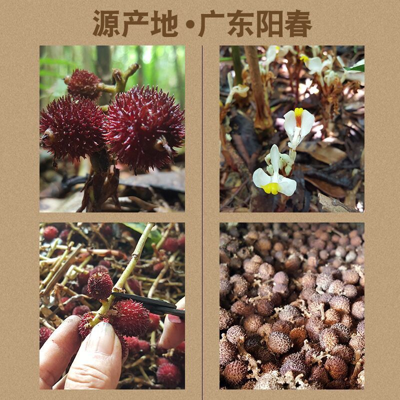 阳春砂仁批发野生砂仁果中砂仁粉正宗广东香砂仁蜜泡酒材阳春砂仁100
