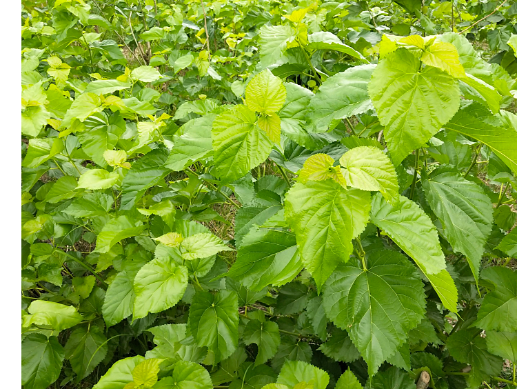 新鲜嫩桑叶大小蚕宝宝宠物食物桑树叶当天采摘活体蚕饲料现采麦基乐