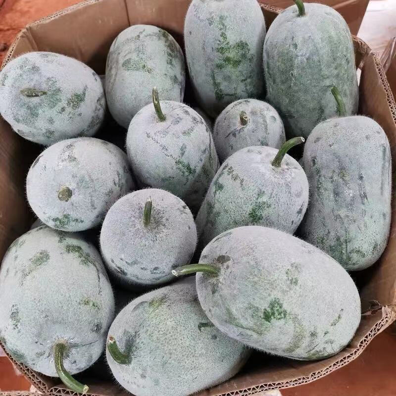 河南香冬瓜挂霜圆宝迷你小冬瓜长节白冬瓜翠玉嫩东瓜新鲜蔬菜1500g