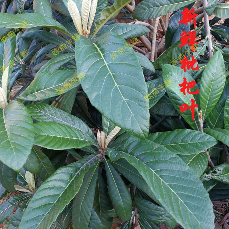 新鲜枇杷叶子 可做枇杷茶 500g