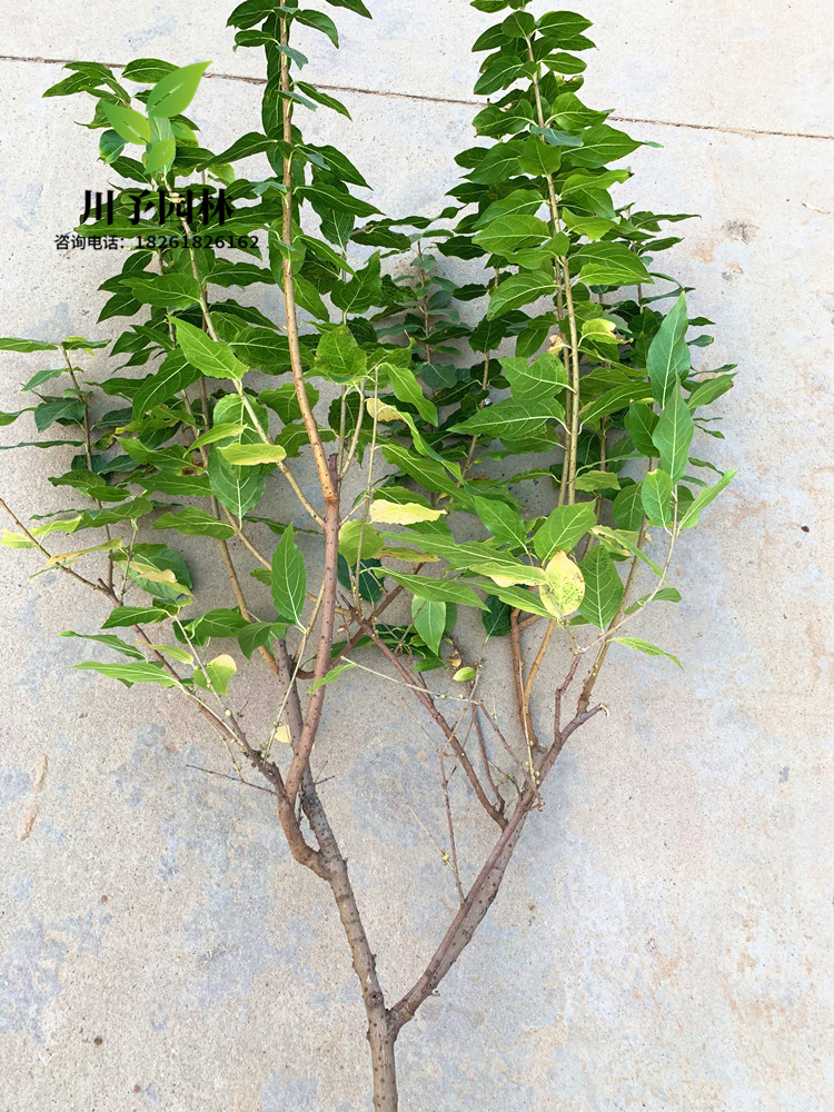 梅花树苗原生红梅小苗绿梅花嫁接骨里红庭院耐寒大型风景树榆叶梅美人