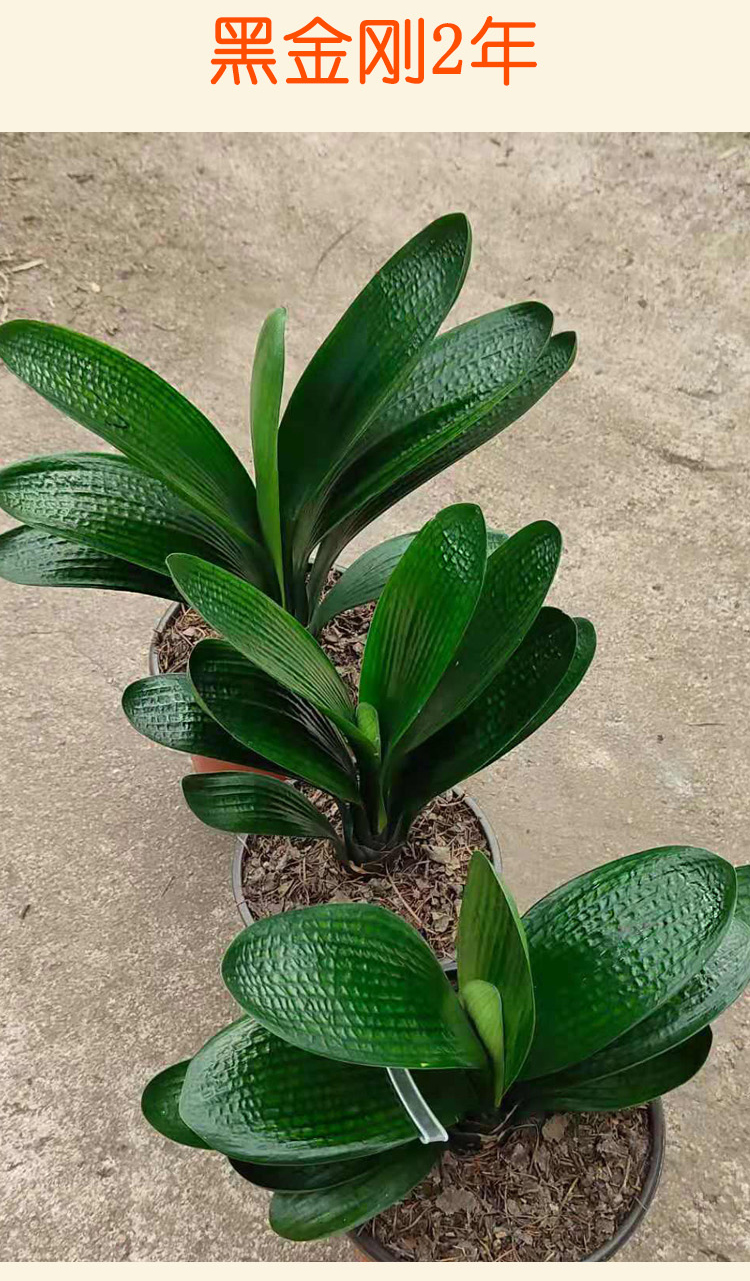 鞍山君子兰圆头麻脸宽短叶小苗和尚珍珠水晶麻脸花卉盆栽紫夜麻脸2到4