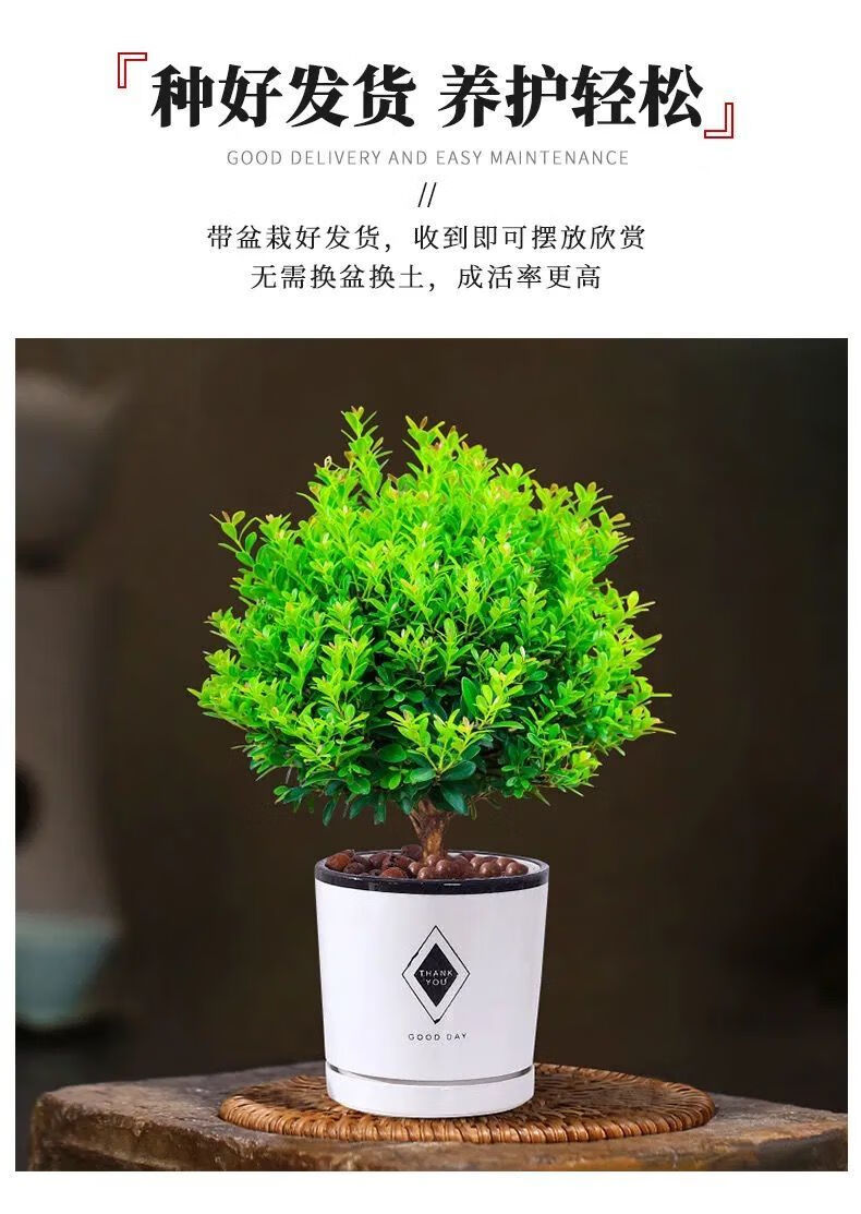 匯泉小葉赤楠盆栽綠植室內客廳辦公室好養水培植物迷你小盆景花卉3年