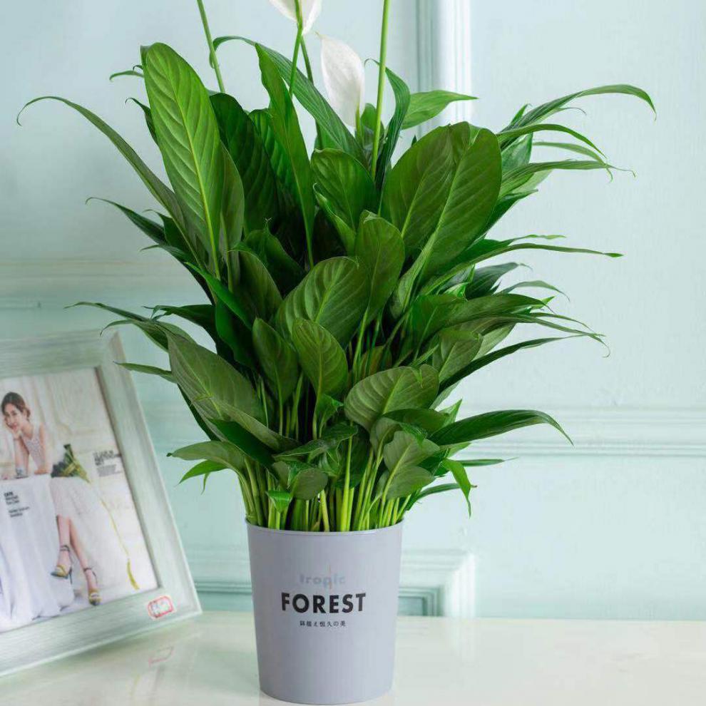 现货现发白掌一帆风顺水培土培绿植盆栽室内花卉吸甲醇净化空气客厅