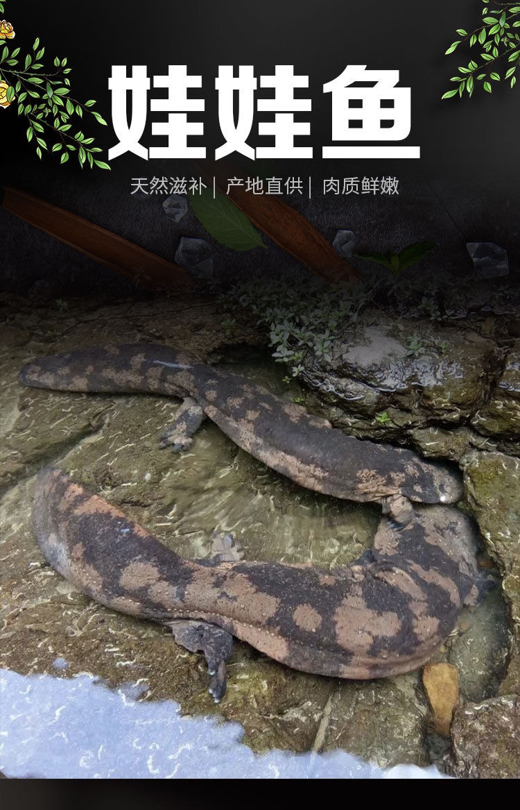 娃娃鱼养殖条仲