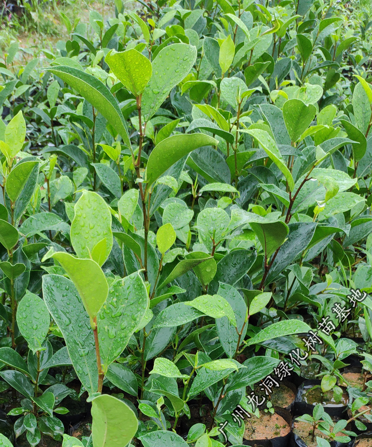 花姬正宗榕树苗 庭院别墅绿化 小叶榕苗 常绿细叶榕小苗 带叶榕树小苗