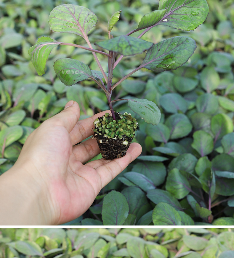 紫甘蓝种子苗秧秋季阳台种菜沙拉包菜四季蔬菜苗种籽孑大全幼苗根 紫