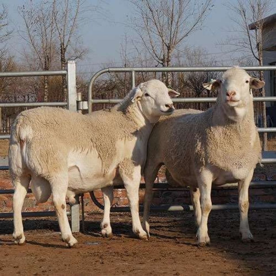 zxc纯种澳洲白绵羊活羊羊羔活苗活体种公羊养殖澳洲白成年怀孕大母羊