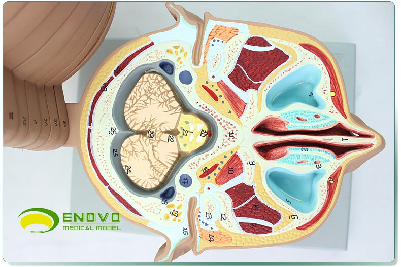 enovo颐诺医学人体头颅脑横切模型大脑模型头颅横切面断层水平切模型