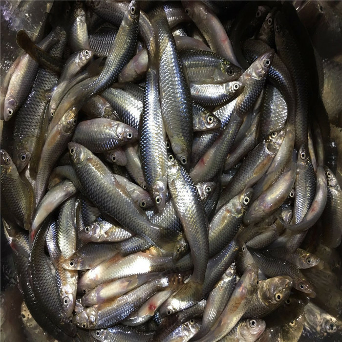 lism正宗松花江小麥穗魚新鮮淡水小魚油炸小羅漢魚鮮活速凍發 5斤順豐