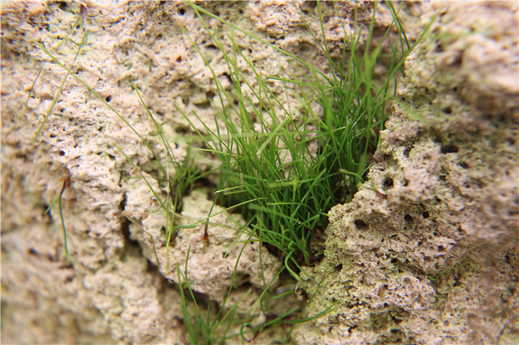 上水石假山草籽苔藓种子吸水石盆景孢子粉青苔花草植物微景观ngl 珍发