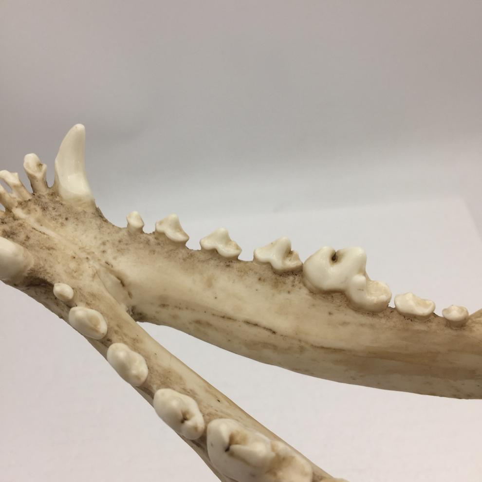 狼头骨骨头色【图片 价格 品牌 报价】-京东