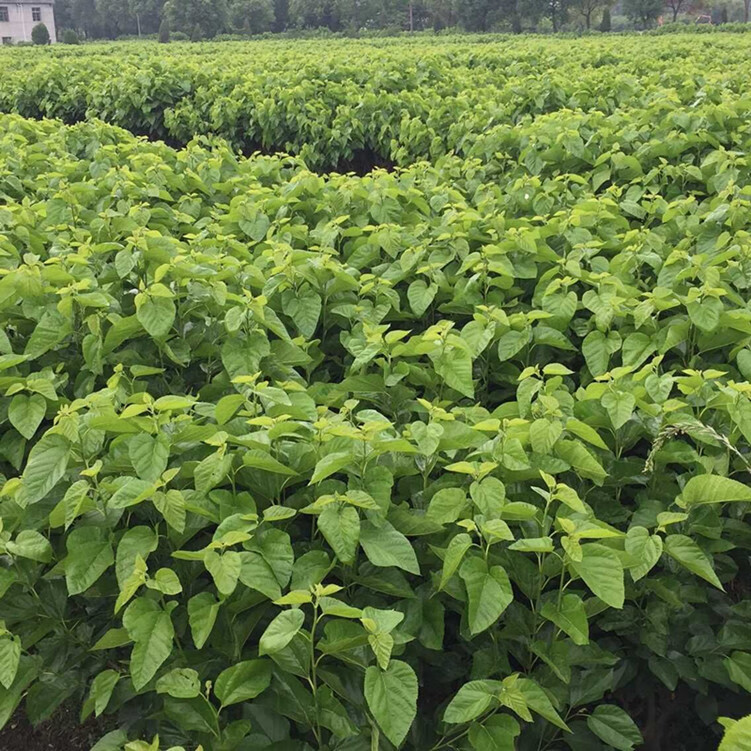 强桑一号农桑14号养蚕嫁接桑树苗饲料桑大叶子养鸡鸭兔子牛羊动物