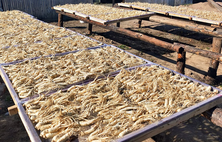 吉林长白山生晒参500克干参整枝整支人参泡酒白参生晒参新鲜人参500g