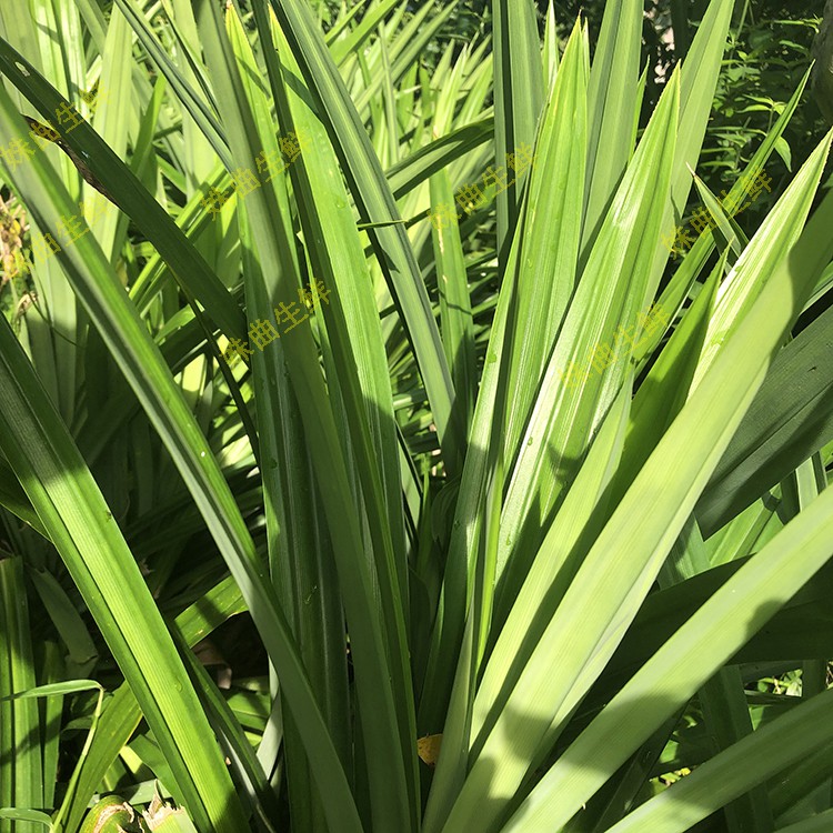 fghgh发顺丰新鲜斑斓叶香兰叶班兰叶香料榨汁香兰蛋糕500g