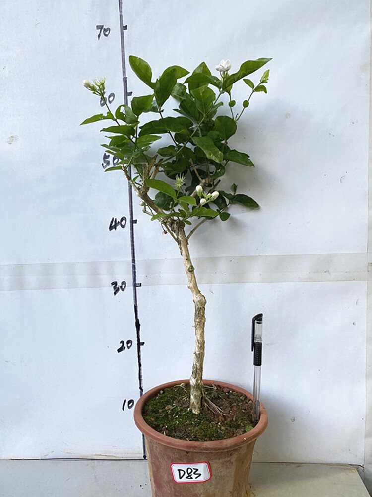 茉莉花独杆老桩重瓣茉莉花盆栽盆景庭院阳台楼顶熟桩绿植花卉 d103 不