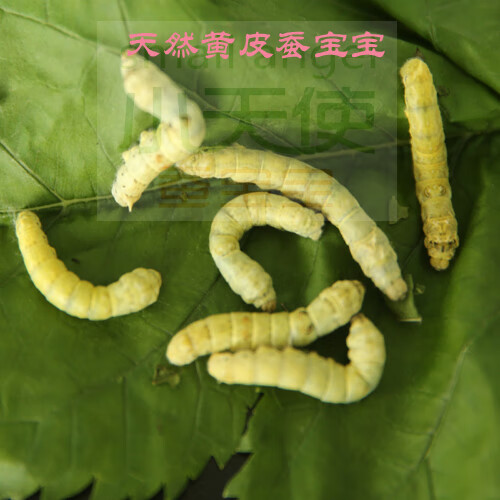 荣郁 稀有品种 特殊斑纹蚕宝宝卵龙角斑马黄皮黑虎斑点另有小蚕 满天