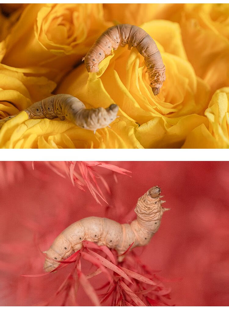 宝宝活体套装七彩天然彩色蚕春蚕卵活物桑叶新鲜顺丰 天然金丝蚕套装