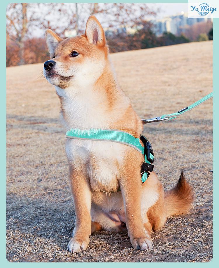 新款babycome狗狗牵引绳多功能中型犬宠物用品柴犬遛狗绳狗链子 美式