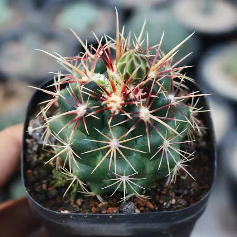 仙人球大统领37-实生大统领仙人球一物一拍,加购物车满28自动,直径3