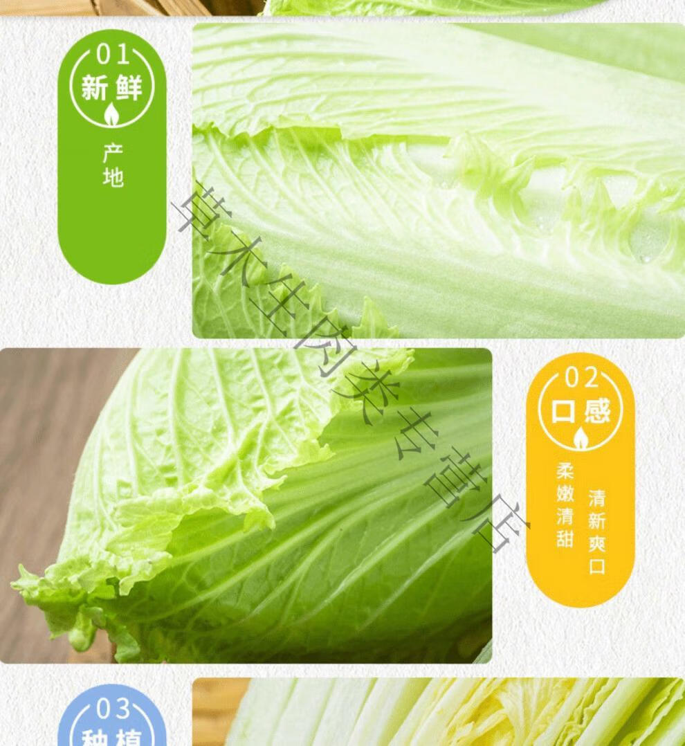 宁夏龙牙白菜包尖绍菜龙芽菜当季新鲜绿色蔬菜开水小白菜迷你白菜5斤