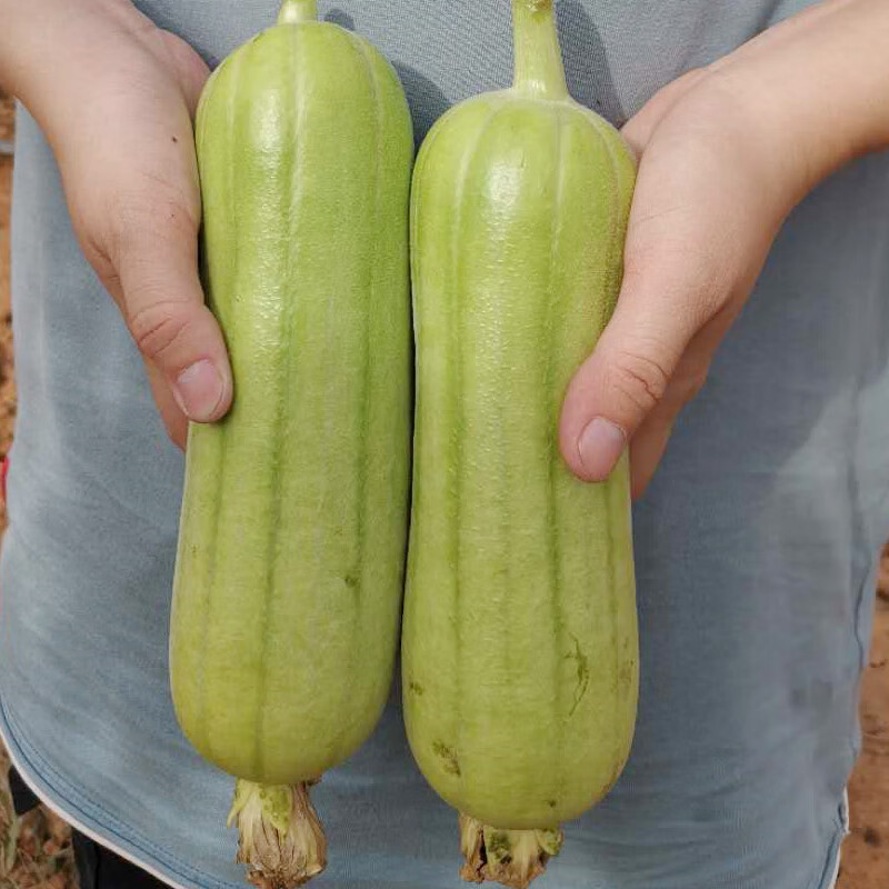 白丝瓜新鲜白玉牛奶丝瓜绿色蔬菜湘菜馆食材1-5斤 25