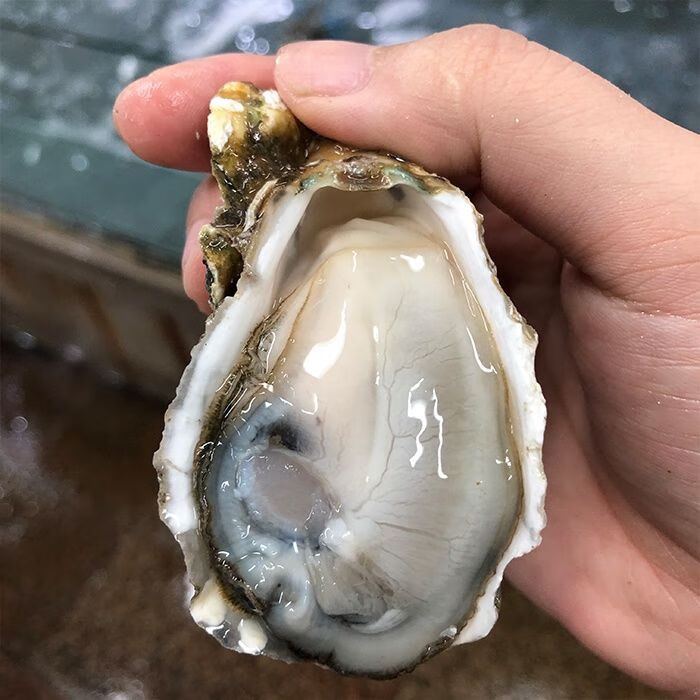 新鲜现捕生蚝鲜活高品质带壳海蛎子特大牡蛎贝壳即食海鲜 5斤装 l