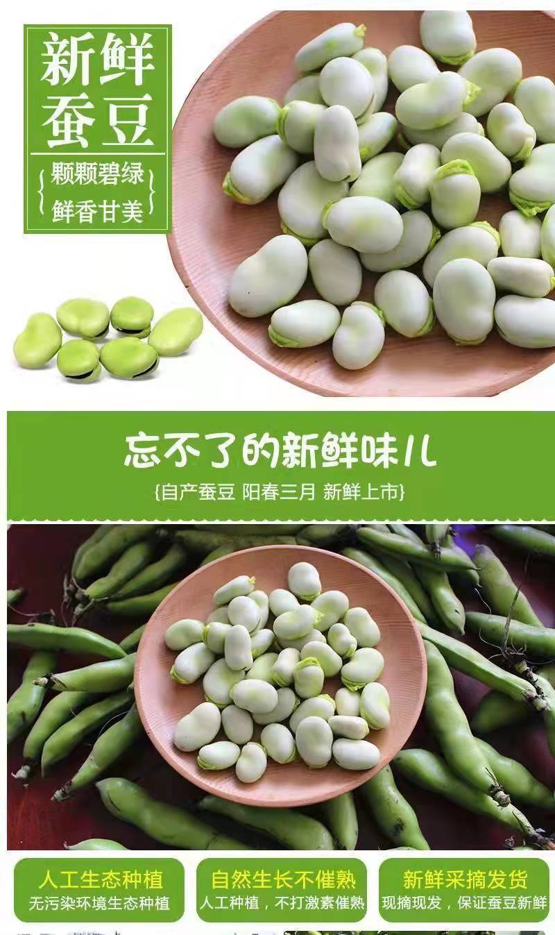 云南新鲜蚕豆带壳青豆毛豆应季新鲜蔬菜 罗汉豆毛豆胡豆 新鲜带壳蚕豆