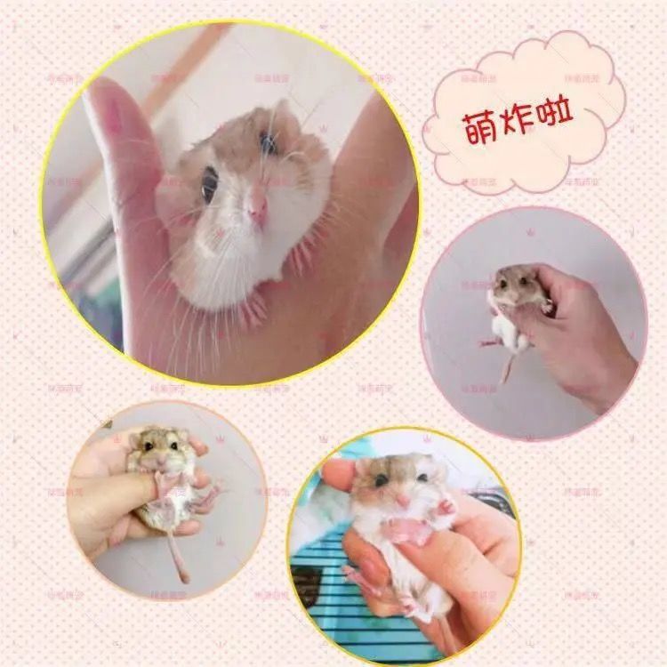 沙鼠粮食 家养繁殖通心粉鼠小宠物宝宝学生宿舍可爱粘人小宠物肥