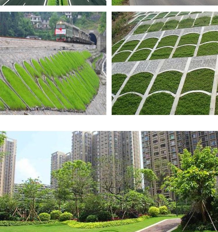 草子庭院狗牙根黑麦草百慕大护坡草种子 百喜草一斤(丛生茂密)【图片