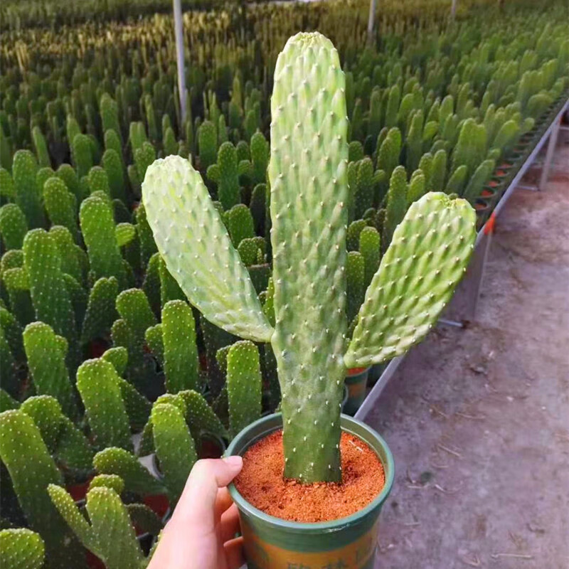 五花肉园艺红白黄毛掌 万岁仙人掌类植物盆栽桌面电脑真绿植红太古ins