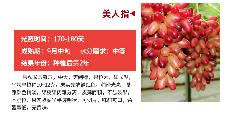 果苗品种大全