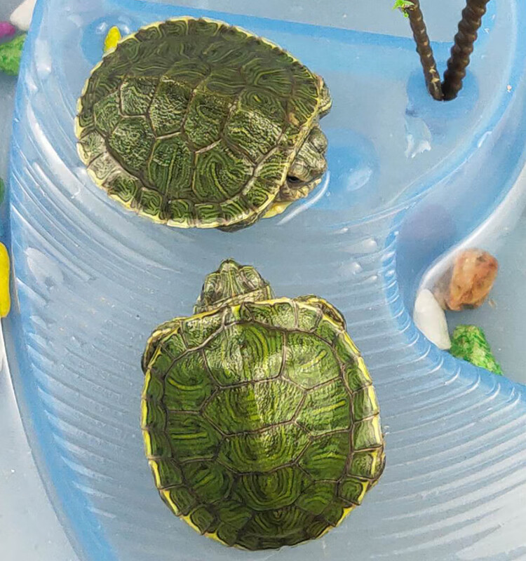 小巴西龟苗活物乌龟活体宠物龟绿色龟情侣龟长寿红耳龟放生.