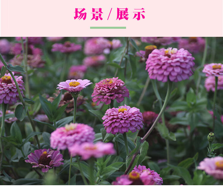 波斯菊花种子格桑花种籽子七彩四季开花易活花籽庭院野花组合种孑美丽月见草1000粒 肥料 图片价格品牌报价 京东