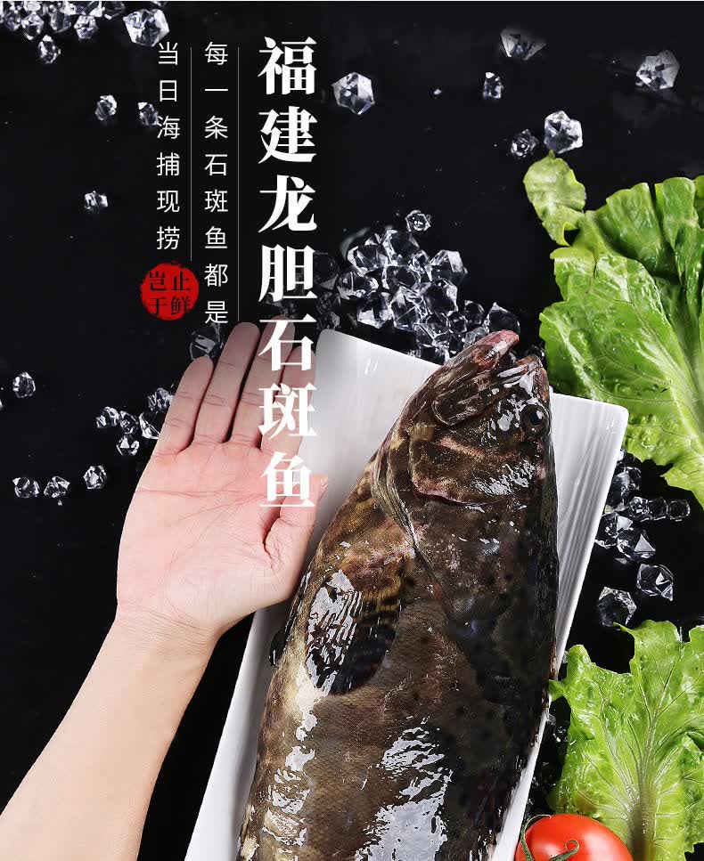 【顺丰速运】大龙胆石斑鱼海鲜水产鲜活深海海鱼新鲜龙趸鱼大石斑鱼